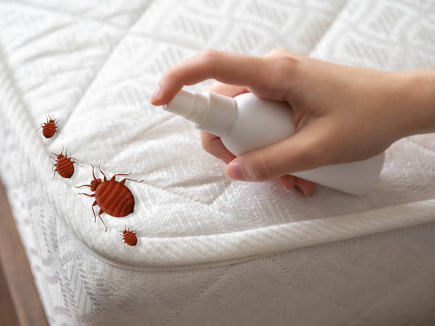 Trusted North Sarasota, FL Pest Control Experts
